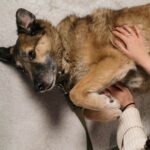 Wie man schmerzhafte Gastritis bei Hunden erkennt und vermeidet